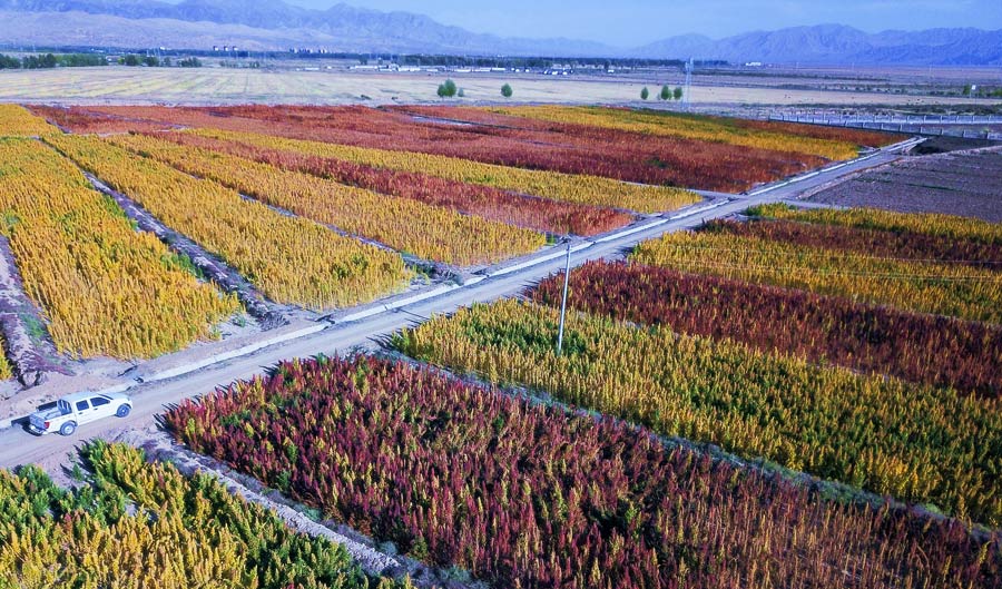 Glamorous Qinghai enchants in autumn