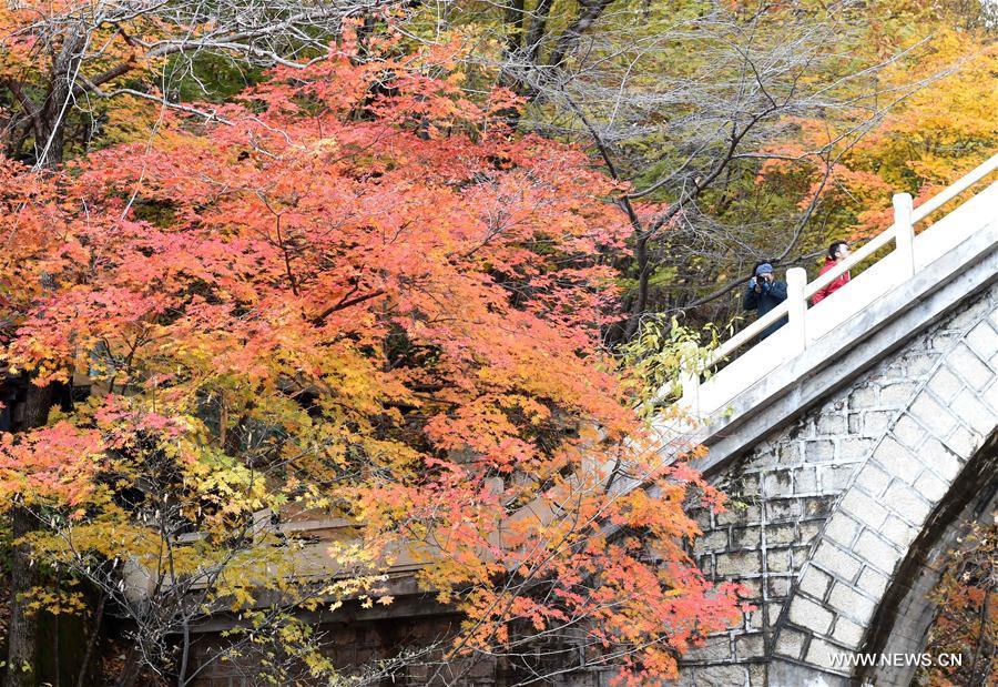 Autumn scenery in NE China's Liaoning