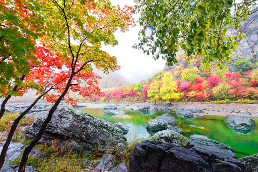 Beautiful maple leaves in Benxi