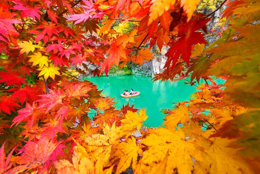 Beautiful maple leaves in Benxi