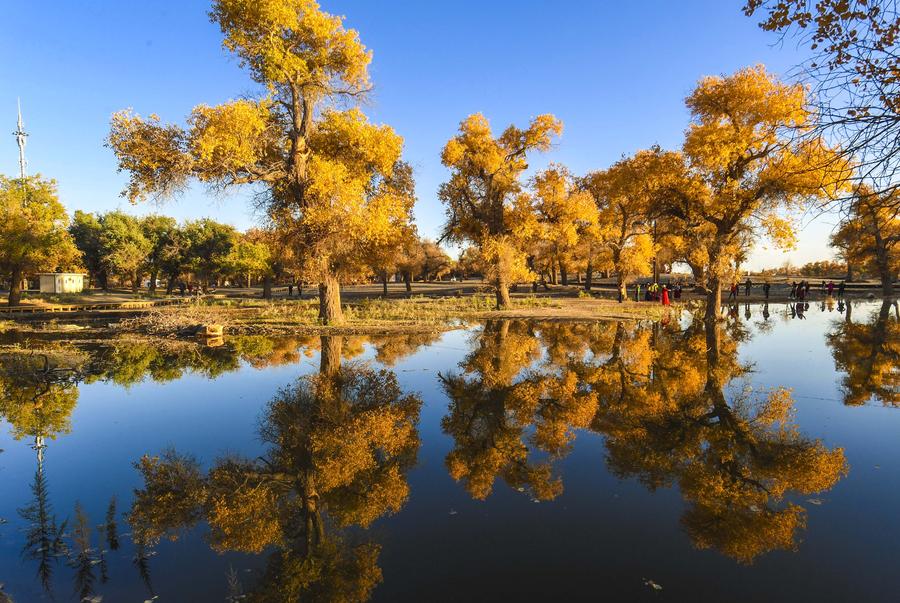 Populus euphratica seen in Inner Mongolia