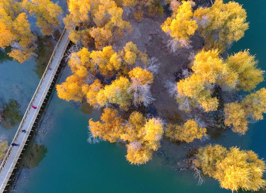 Populus euphratica seen in Inner Mongolia