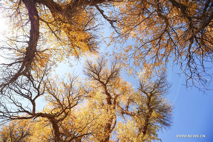 Autumn scenery of populus euphratica forest in N China