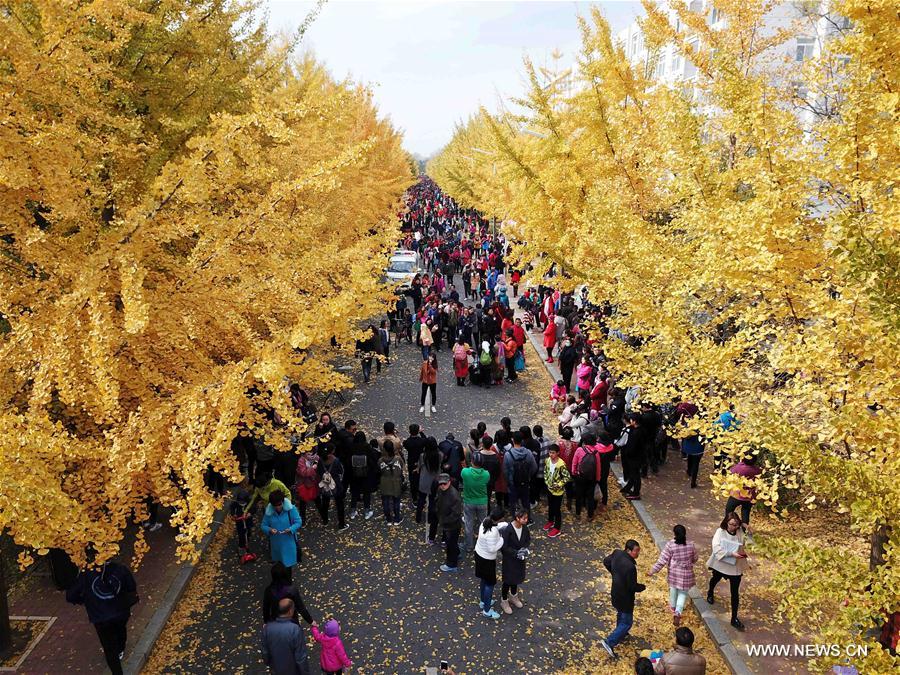 Tourists enjoy scenery of ginkgo trees in NE China