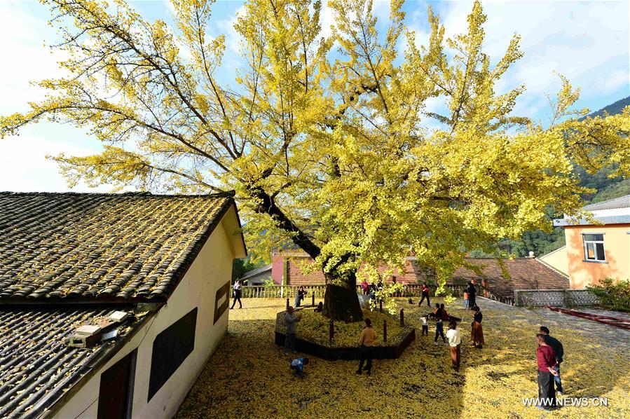 Stunning snapshots from autumn scenery across China