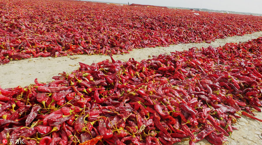 Amazing red chili peppers ocean in China's Xinjiang