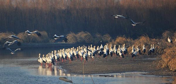 Endangered water bird Oriental stork seen in Naolihe reserve