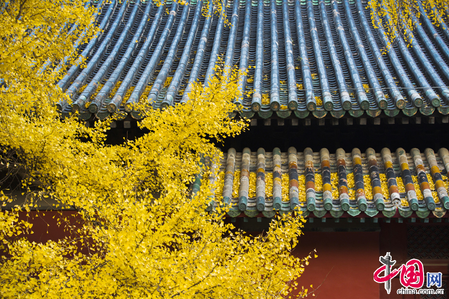 Golden gingko leaves in Dajue Temple