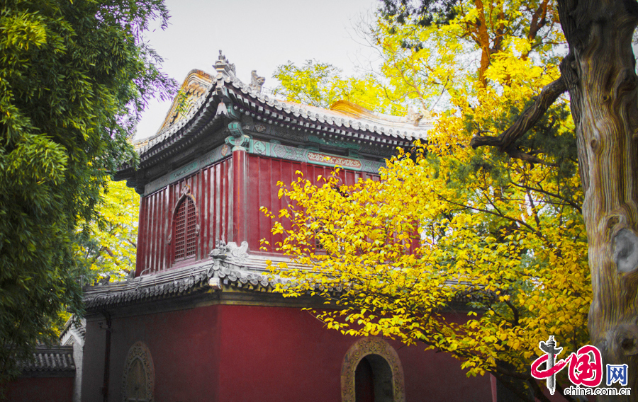 Golden gingko leaves in Dajue Temple