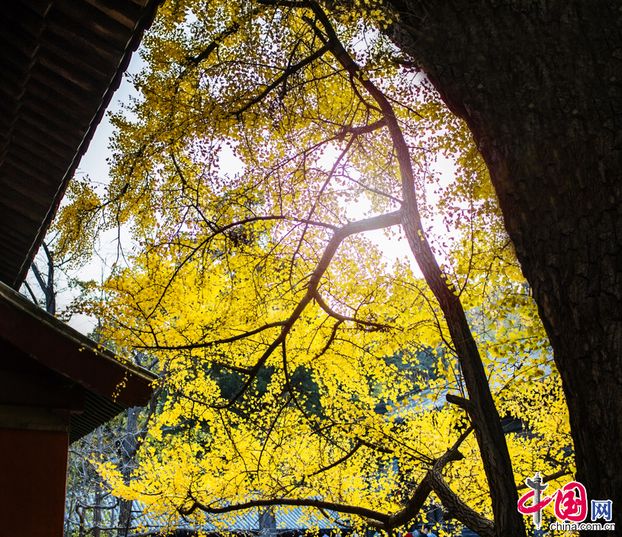 Golden gingko leaves in Dajue Temple