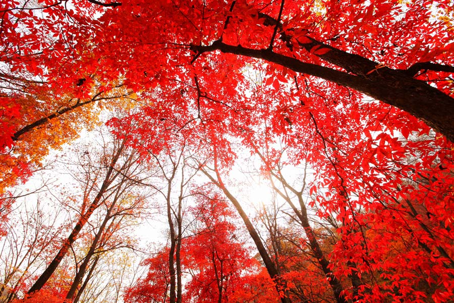 Where to see red leaves of autumn