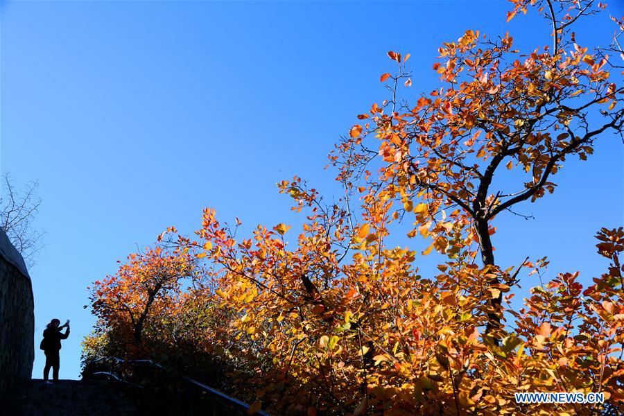 Autumn scenery in Beijing