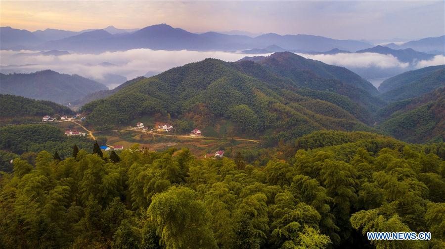 Scenery of bamboos forest, sea of clouds in China's Anhui