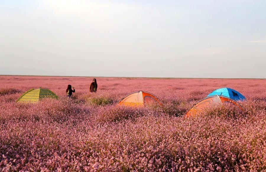 Sea of blossoms in Poyang Lake, E China