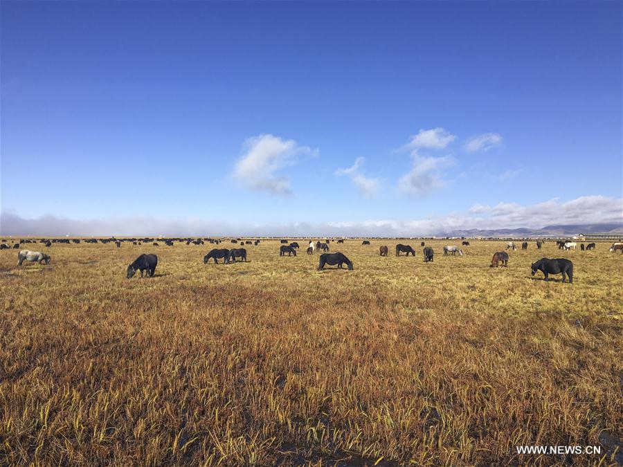 Autumn wonders around China: Photos that grasp the best moments of the season