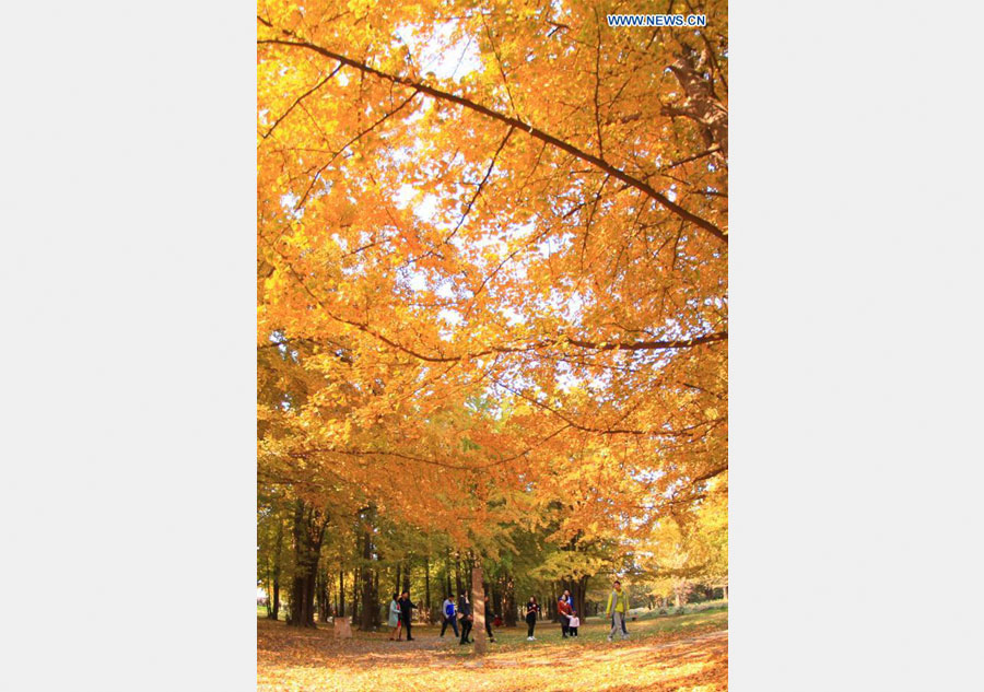 People enjoy themselves under ginkgo trees