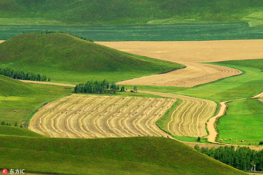 China's renowned pure grassland: Hulunbuir Grassland