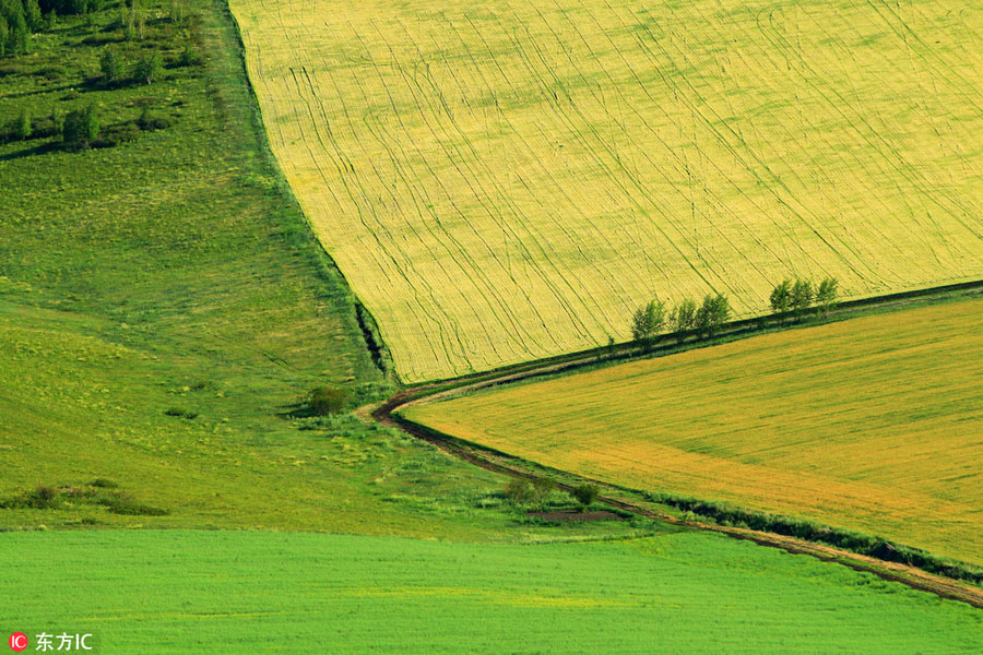 China's renowned pure grassland: Hulunbuir Grassland