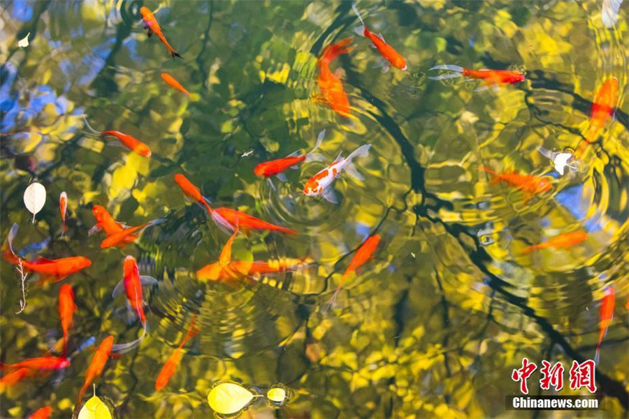 Late autumn scenery of Taishan Mountain in E China