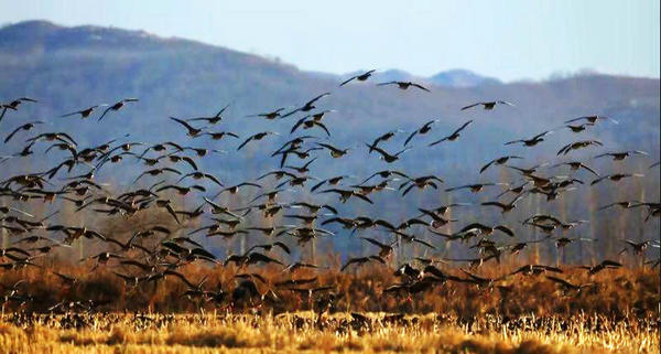 Wild geese from Siberia rest in Jilin province