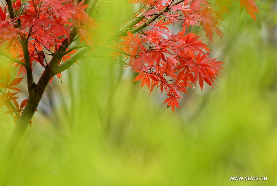 Red maple leaves decorate C China