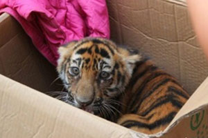Trending: 6 accused of trafficking tiger bought on Internet