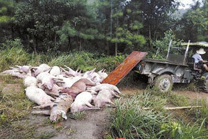 Trending: Pigs killed by thunderbolt