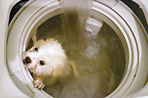 Trending: Puppy tossed in washing machine
