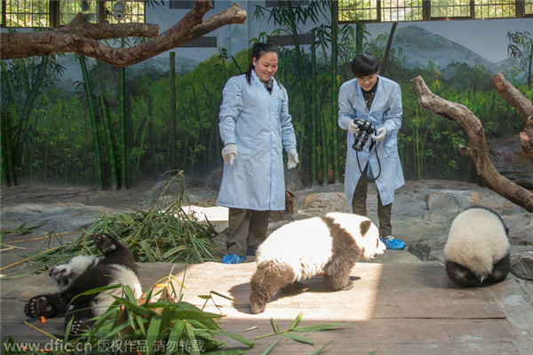 Giant panda triplets celebrate six months