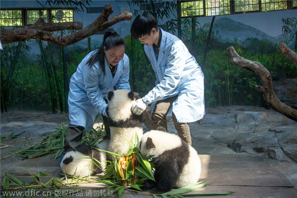 Giant panda triplets celebrate six months