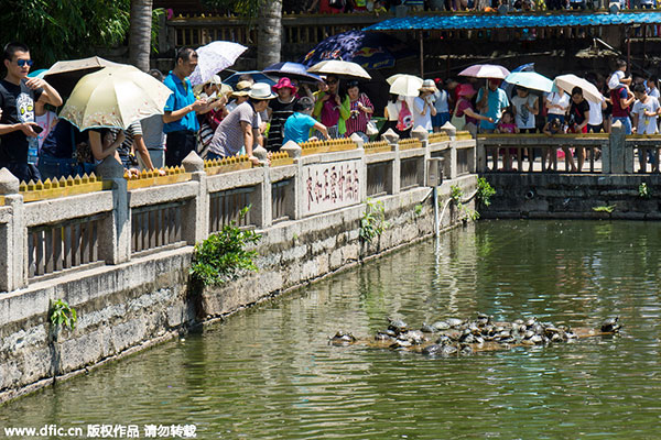 Turtle takeover at temple pond