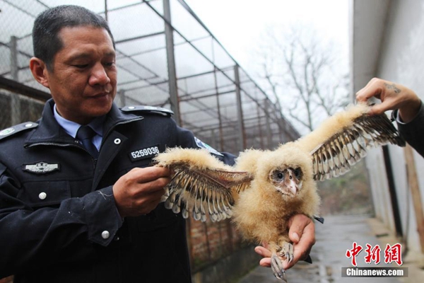 Rescued baby owls are in rehabilitation