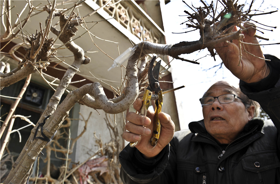 74-year-old 'trains' trees to become walking sticks