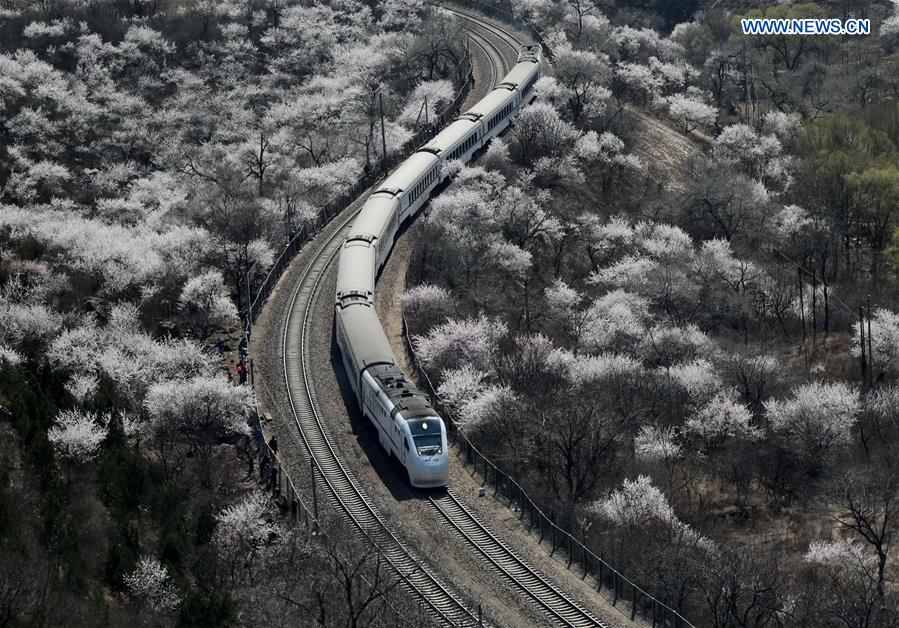 'Train to Spring' blossom paradise closed to tourists