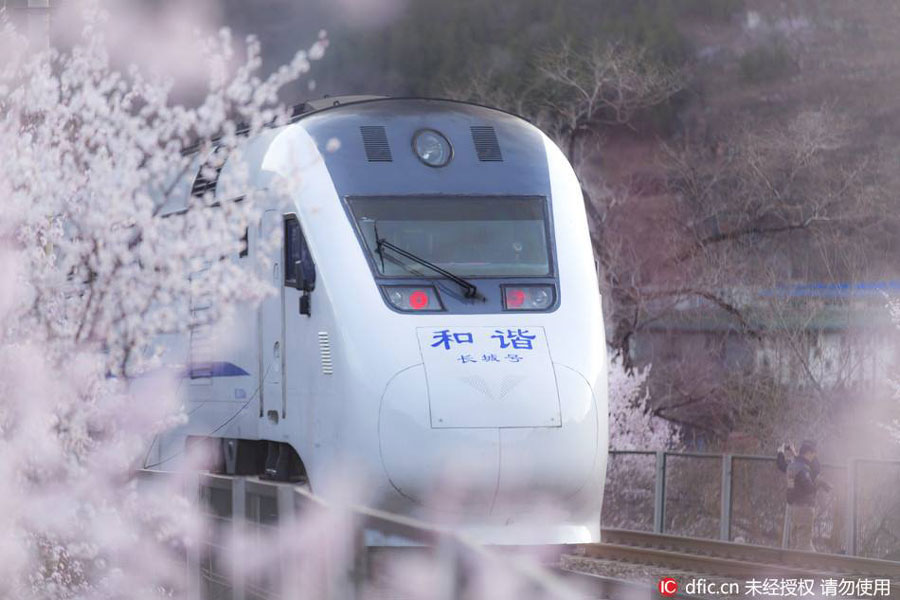 'Train to Spring' blossom paradise closed to tourists