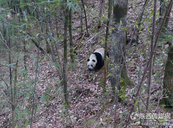 Camera catches two giant pandas' wooing and mating
