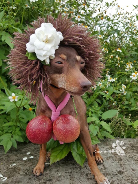 Cute dog wins heart on internet