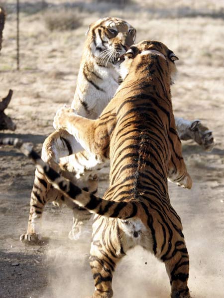 'Rewilded' rare tiger kills 'domesticated' relative