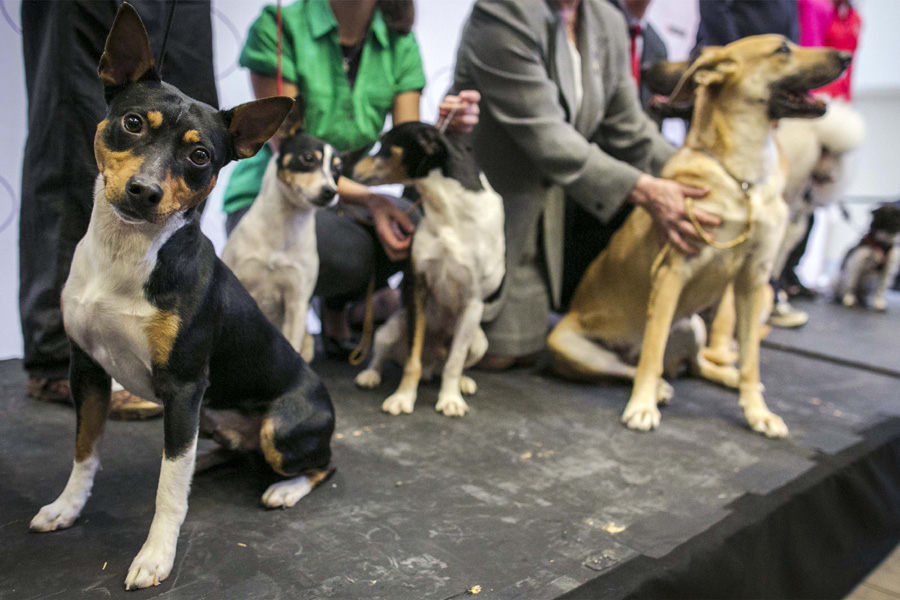 138th Westminster Kennel Club Dog Show to open