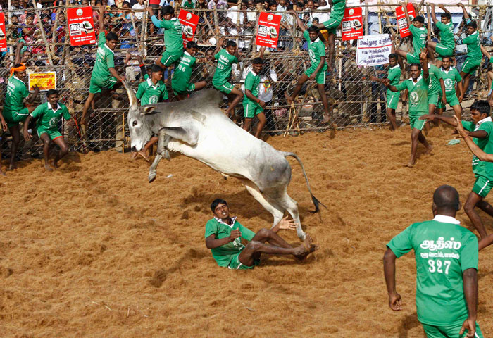 Bull-taming festival kicks off in India