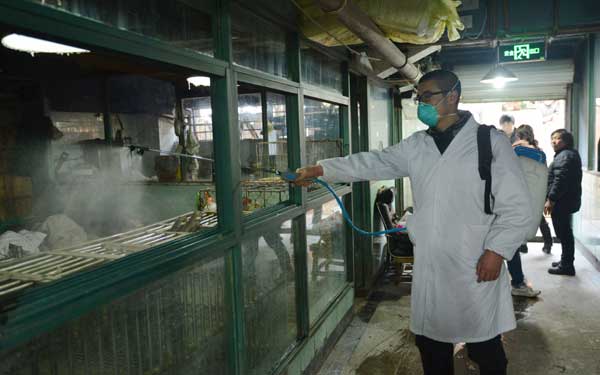 Resurgent bird flu culls poultry industry