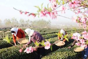 Young laborers shun tea harvesting