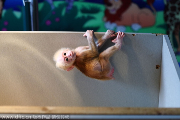 Gymnastic baby monkey wows tourists