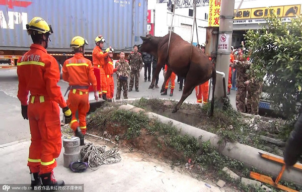 Pregnant cow winched from well by crane