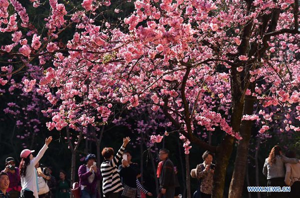 Visitors enjoy cherry blossom in a park in SW China's Yunnan