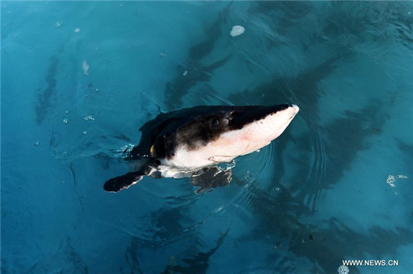 3,000 Chinese sturgeons released into Yangtze River