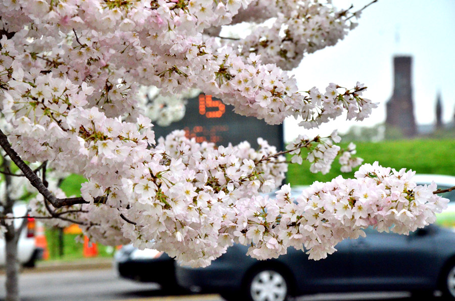 National festival underway with cherry blossoms in peak bloom