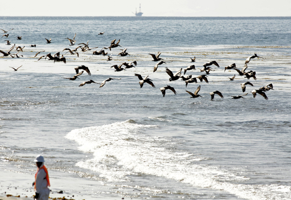 California oil spill takes toll on marine mammals, birds