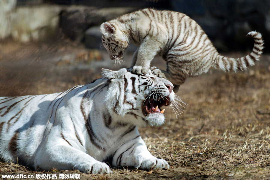 The world in photos: May 25- 31