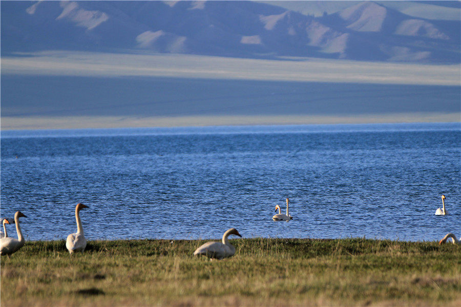 Lovely 'pearl' on the mountain: Sayram Lake